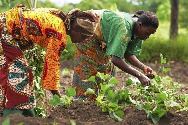 Les femmes rurales oubliées du développement